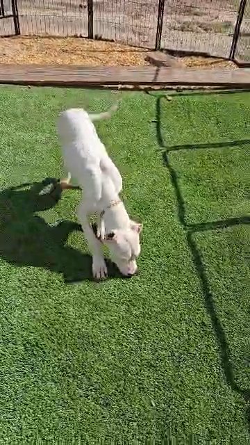 Dogo Argentino Orange girl in Columbia, South Carolina