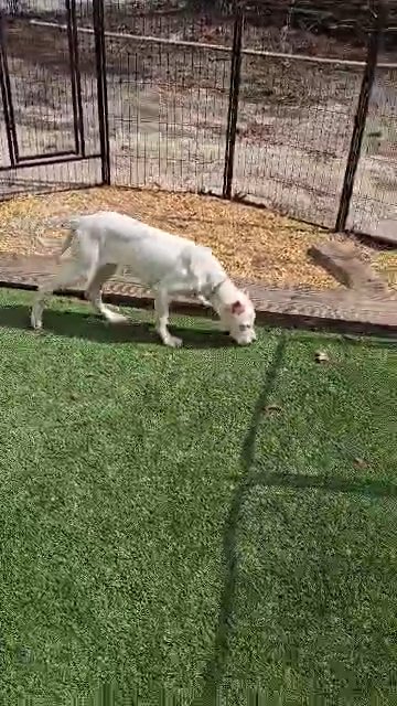 Dogo Argentino Turquoise Girl in Columbia, South Carolina