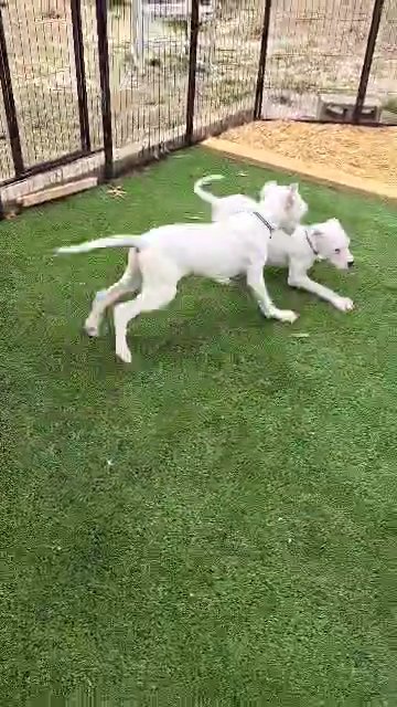 Dogo Argentino Black Boy and Blue Boy in Columbia, South Carolina