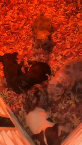 Puppy For Sale in Milwaukee, Wisconsin
