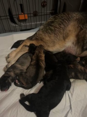 German Shepherd Puppies in Springfield, Illinois