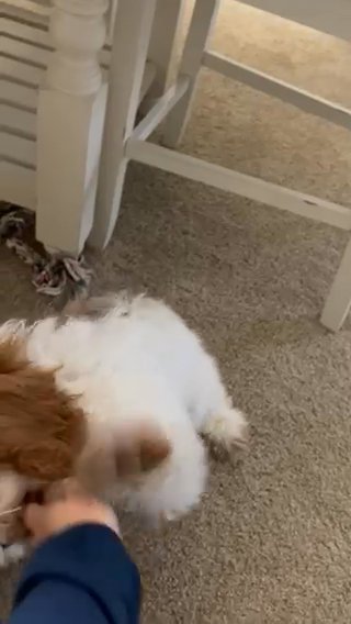 Male Cockapoo Puppy in Jacksonville, Florida