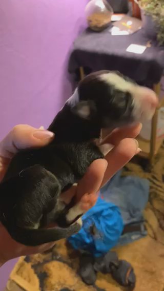 AKC in Omaha, Nebraska