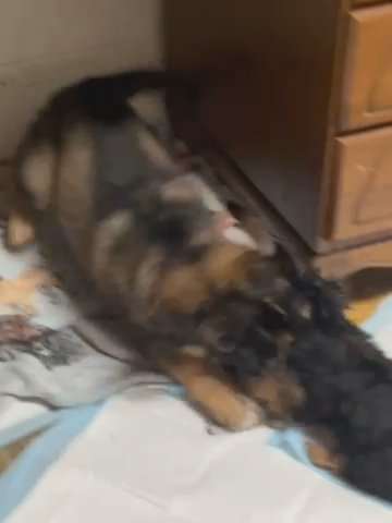 AKC German Shepherd Female in Indianapolis, Indiana