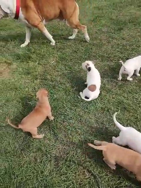 Bandogge pups in Houston, Texas