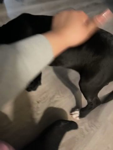 2 Month Old Cleo The Baby Pit ? in New York City, New York