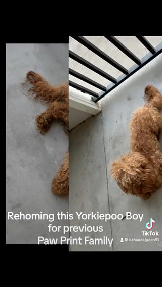 Yorkie poo Male in Houston, Texas