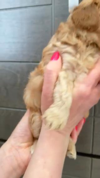 Micro Res Boy Goldendoodle in Dallas, Texas