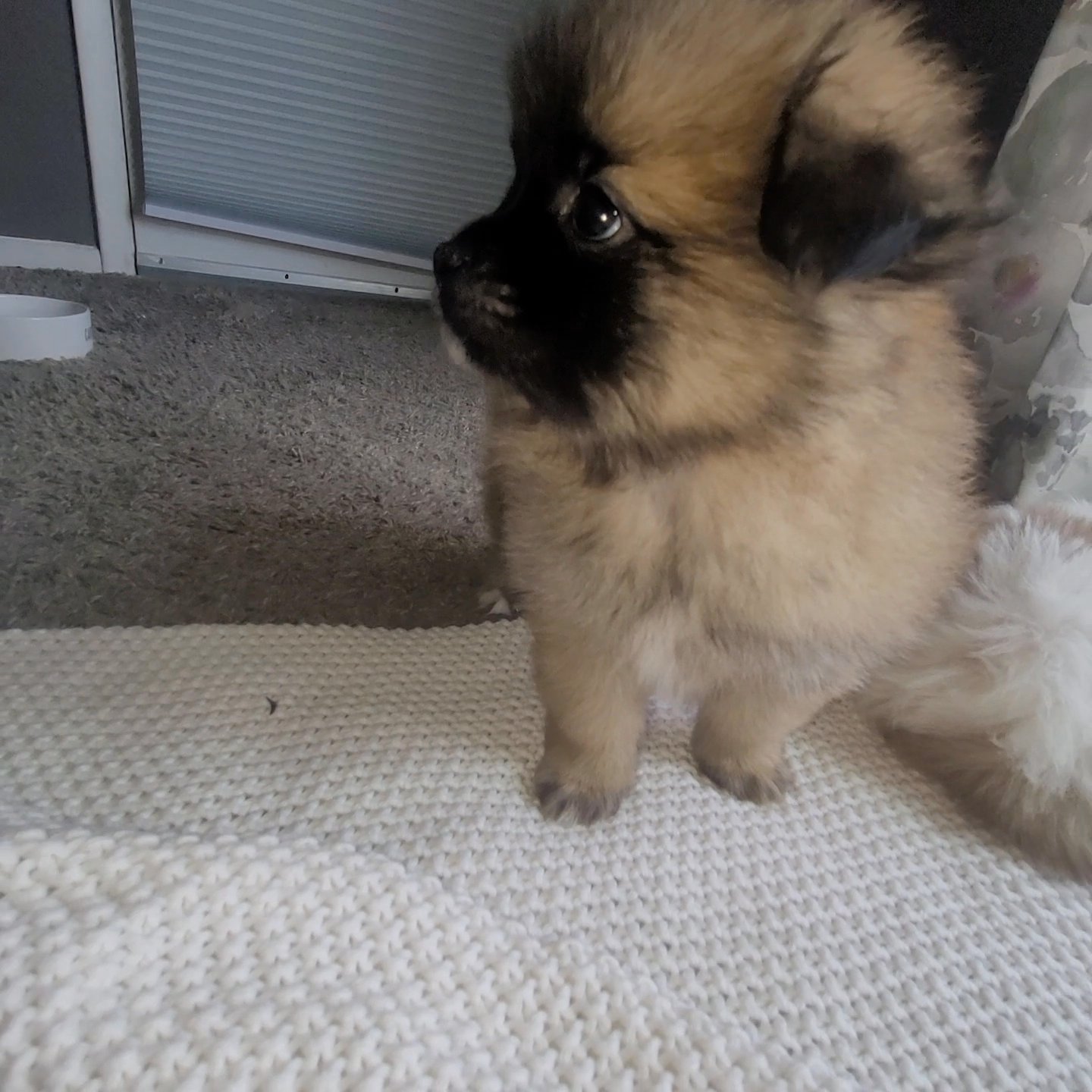 Pomeranian Boy ! in Tampa, Florida