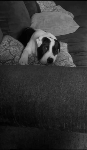 5 Month Old Mixed Breed Male Puppy in Woodbridge, Virginia