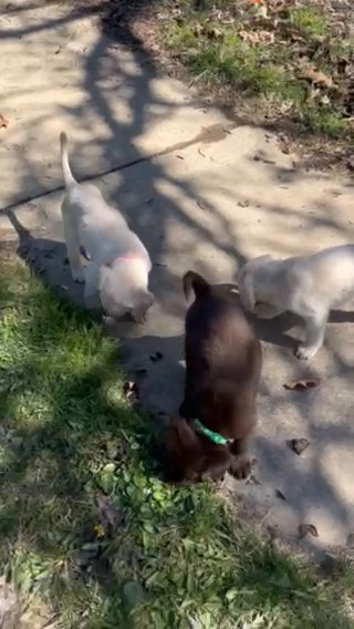 Dori’s Babies in Akron, Ohio