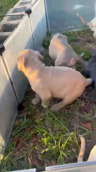 Puppies For Sale in Hollywood, Florida