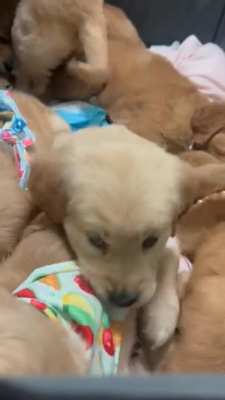 Golden Retriever Puppies in Chino Hills, California