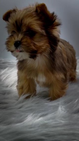 Sable Yorkie Female in Jackson, Tennessee