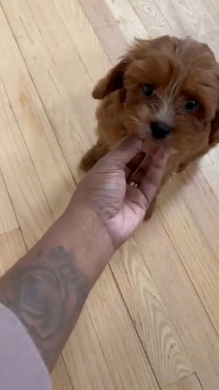 Female Cavapoo in Paterson, New Jersey