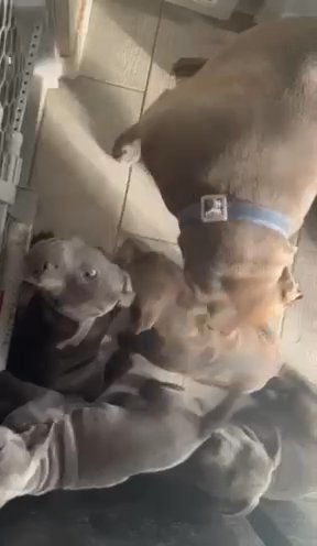 American bullies Standard in El Paso, Texas