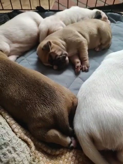 Cane Corso Dogo Argentino and Bulldog mix pups in Houston, Texas