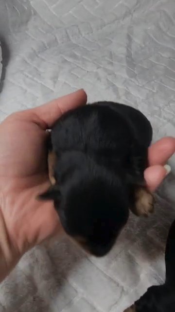 AKC Yorkie boys in Aiken, South Carolina