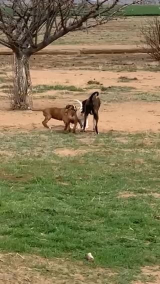 Boxer Puppy in Sierra Vista Southeast, Arizona