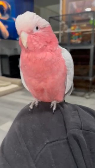 Pink Cockatoo in Chicago, Illinois