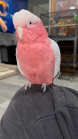 Rose Breast Cockatoo in Chicago, Illinois