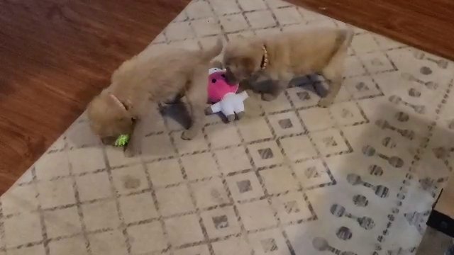 AKC Golden Retrievers in Spartanburg, South Carolina