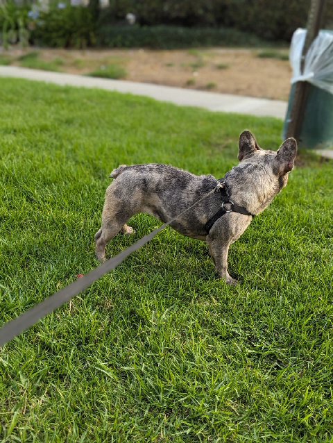 Months old Female Merle Frenchie in Tustin, California