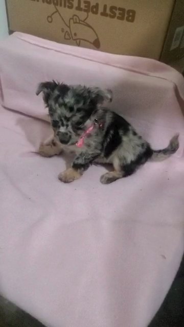 G.irl chihuahua $1800 Firm NYC in New York City, New York