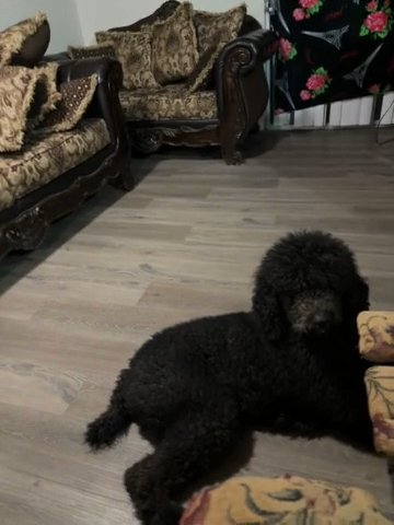 Standard Poodle Puppies For Sale in Las Vegas, Nevada