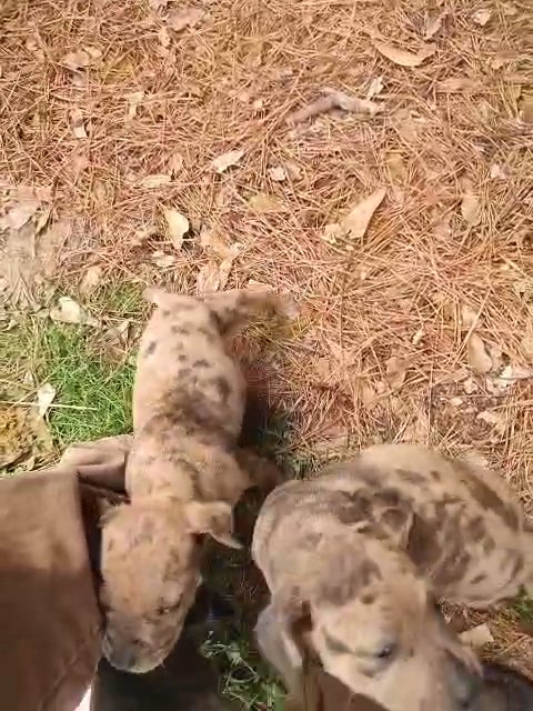Merle Catabula Corso Pups in Houston, Texas