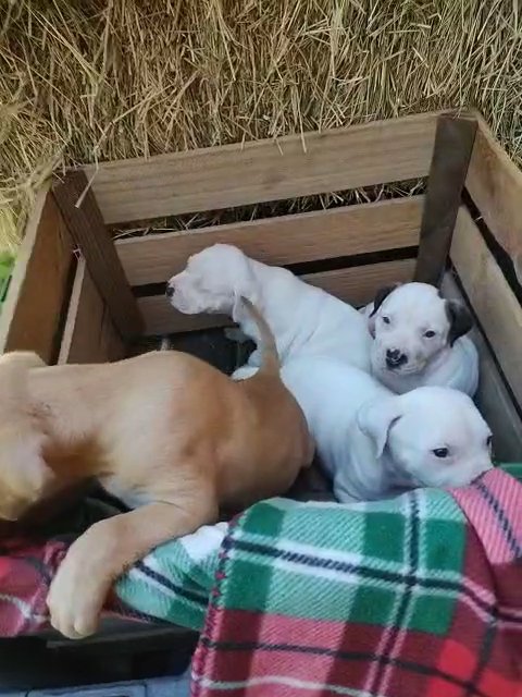 Bandogge pups in Houston, Texas