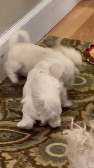2 Maltipoo Litter Mates left in Denver, Colorado
