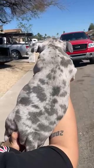 American Bully in Phoenix, Arizona
