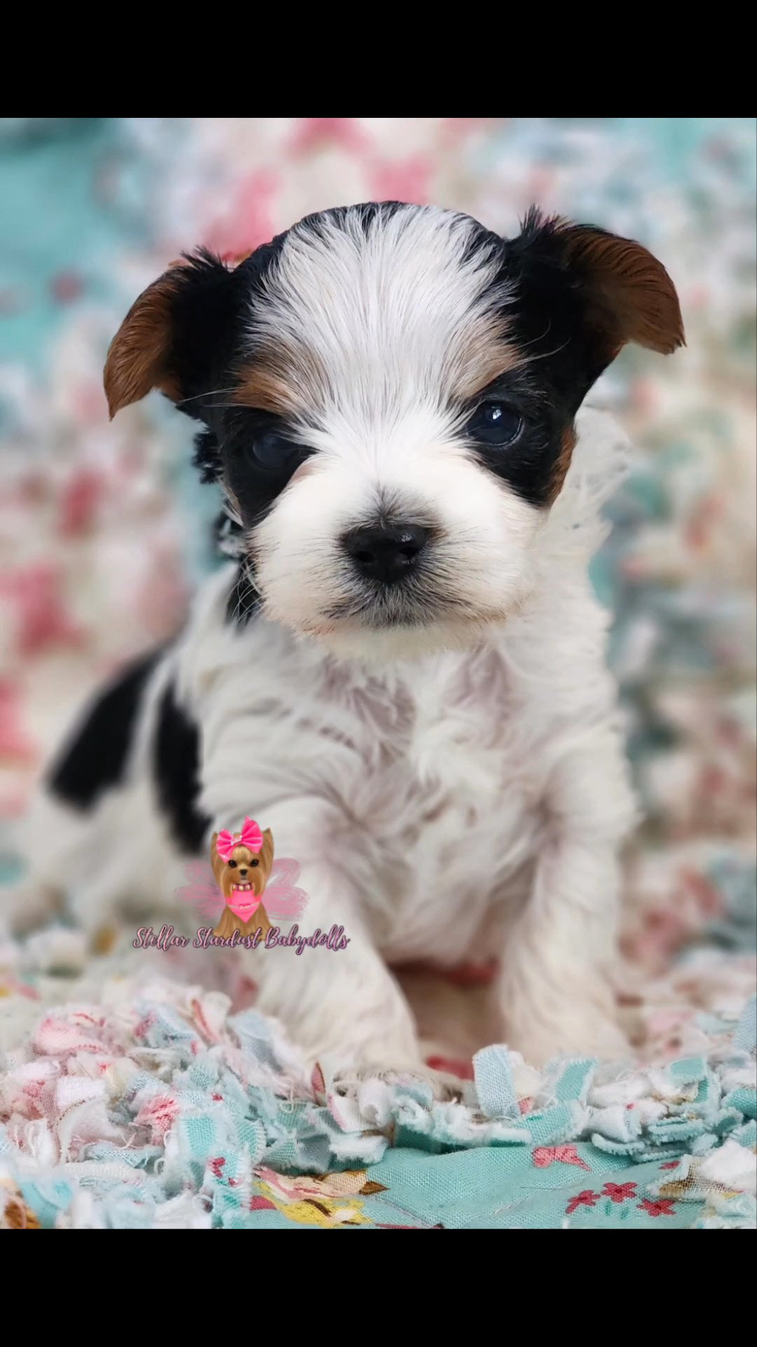 Katya litter in Chicago, Illinois