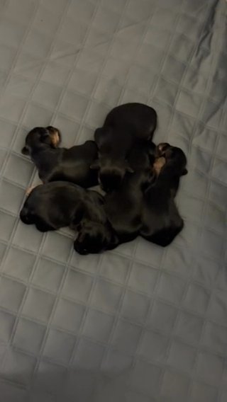 Yorkies in Stonecrest, Georgia