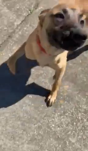 8 Month Old Belgian malinois For Rehome! in Stonecrest, Georgia