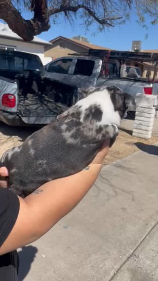 American Micro Bully in Phoenix, Arizona