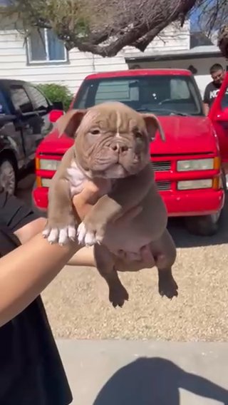 American Micro Bully in Phoenix, Arizona
