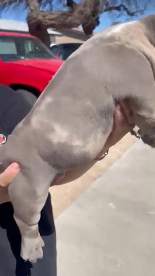 American Micro Bully in Phoenix, Arizona