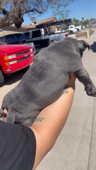 American Bully in Phoenix, Arizona