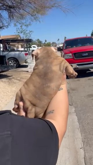American Bully in Phoenix, Arizona