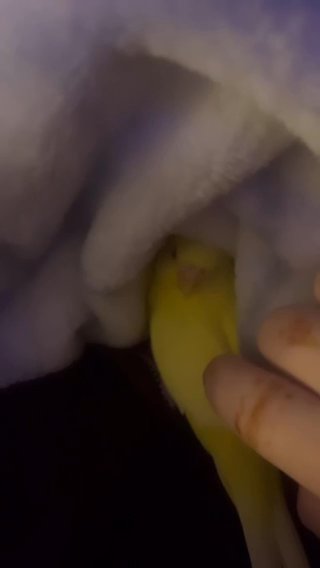 Lutino Parakeet in Randolph, New Jersey