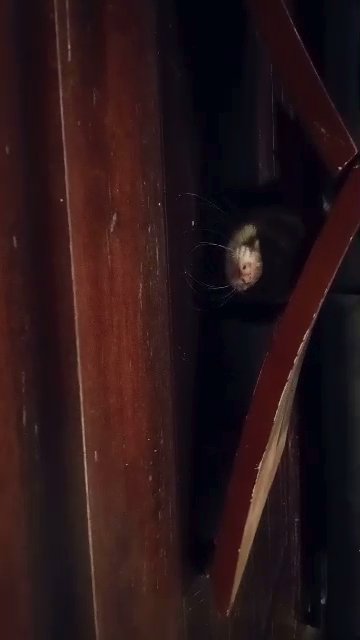 Finnie the ferret in Taylor, Michigan