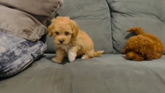 Red Maltipoo puppies!!! in Houston, Texas
