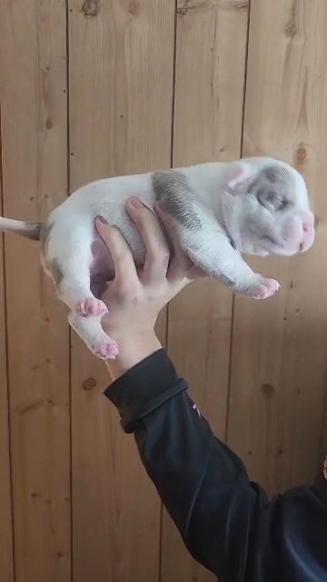 American Pocket Bully in New Philadelphia, Ohio