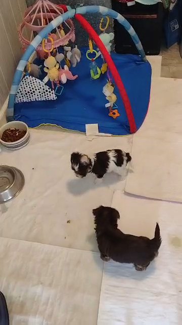 puppies available in Beckley, West Virginia