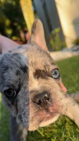 Blue Merle Male Frenchie in Boca Raton, Florida
