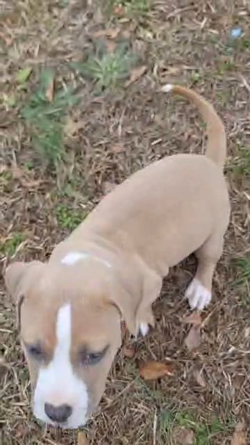 Classic American bully in Greenwood, South Carolina