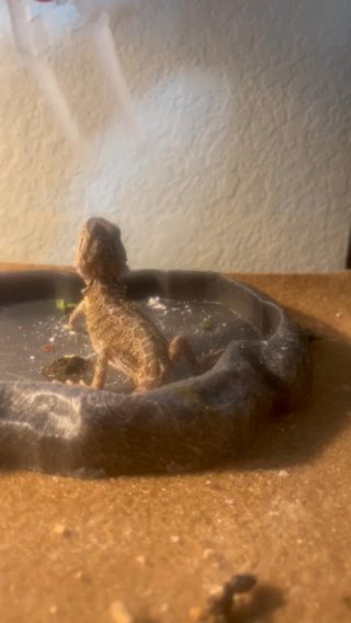 Bearded dragon for sale!! in Phoenix, Arizona