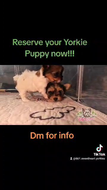 Yorkies in Palmdale, California